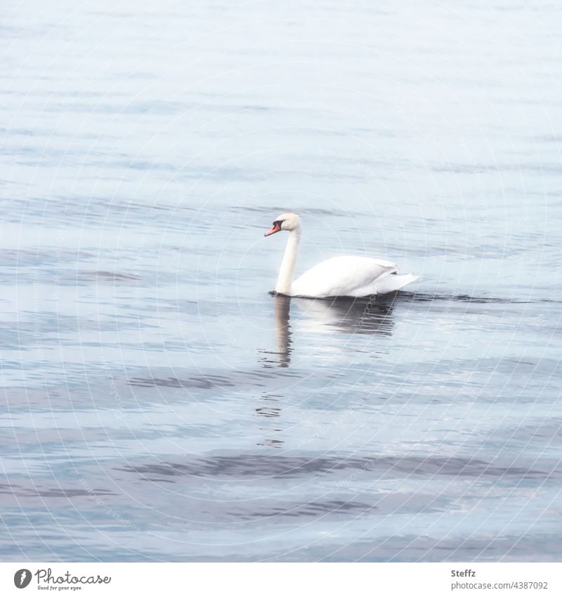 lichtvolle Stille / spiegelt sich im Wasser / in der Mitte ein Schwan Ruhe See Harmonie harmonisch Entspannung entspannend Wasseroberfläche Lichtschein poetisch