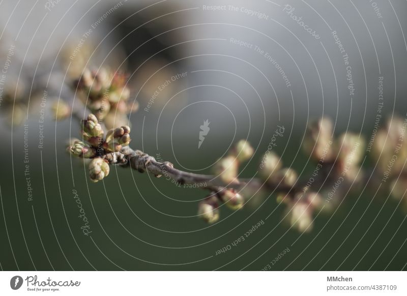 Zweig im Frühling mit Knospen kurz vorm Sprießen Pflanze grün bunt filigran Garten Natur Unschärfe Makroaufnahme Wachstum Duft natürlich Außenaufnahme