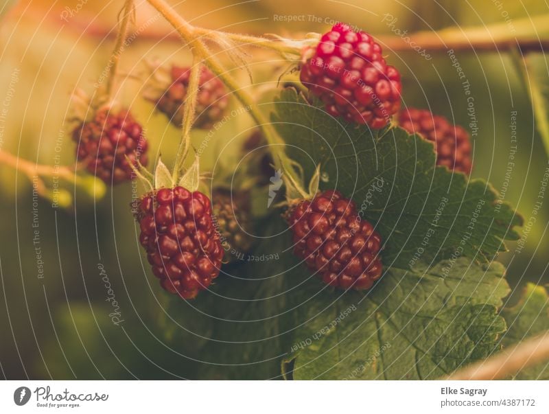 Brombeeren sind die reinsten Vitaminbomben... Frucht Beeren Farbfoto Lebensmittel Sommer Bioprodukte Gesundheit Gesunde Ernährung Nahaufnahme Diät rot Design