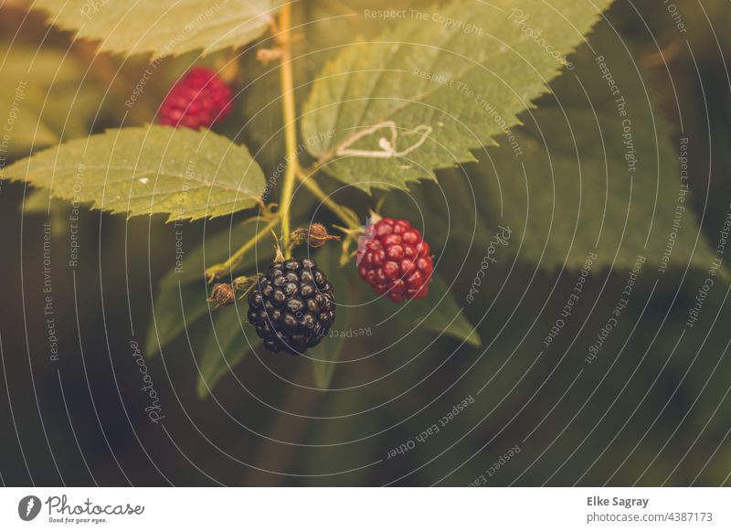 Brombeeren sind lecker , gesund und Kalorienarm...nur die reifen Beeren :) Frucht Lebensmittel Ernährung Nahaufnahme Vegetarische Ernährung Gesundheit rot