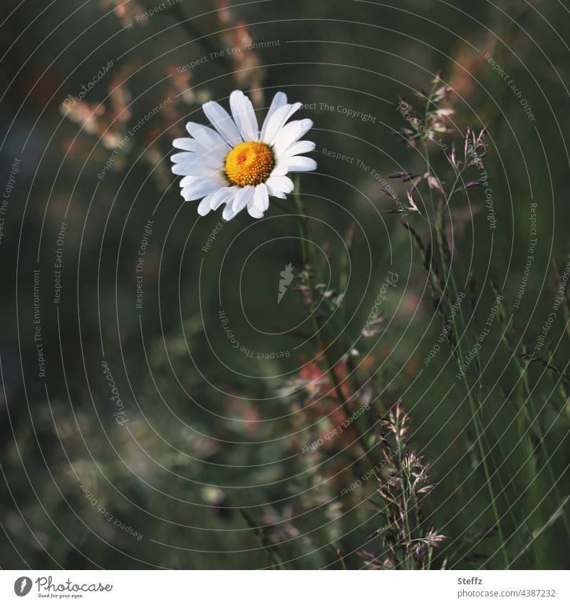 eine Margerite blüht im verwilderten Garten Margeritenblüte Leucanthemum Blume Blüte Gräser Unkraut blühen Wiesenblume Wildblume Gartenblume Sommerblume