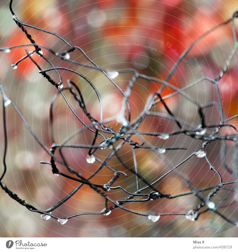 Tropfen Herbst Wetter schlechtes Wetter Regen nass Draht Tau Wassertropfen Drahtzaun Gitter Netz Herbstwetter Farbfoto mehrfarbig Außenaufnahme Nahaufnahme