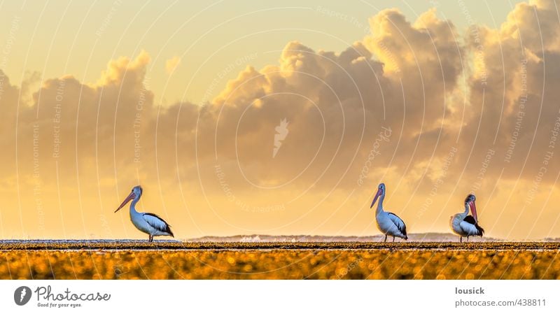 Pelikane am Strand schön Ferien & Urlaub & Reisen Sightseeing Sommer Sonne Meer Umwelt Natur Landschaft Tier Wolken Frühling Herbst Wetter Schönes Wetter Moos