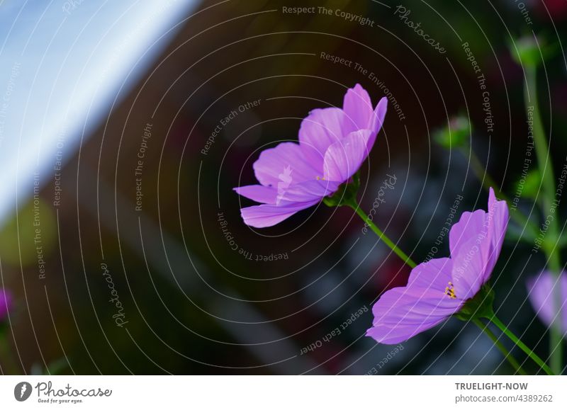 Noch immer Blumen. Jetzt aber diagonal. Lila und nur zwei. Blüten lila violett groß offen seitlich dominant Blumenstiele grün dunkel düster Hintergrund schräg