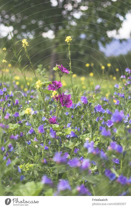 Bunte Sommerblumenwiese Blumenwiese bienenwiese Bunte Sommerwiese Natur Wiese Blühend Farbfoto Wildpflanze natürlich Umwelt Wiesenblume Außenaufnahme Wachstum