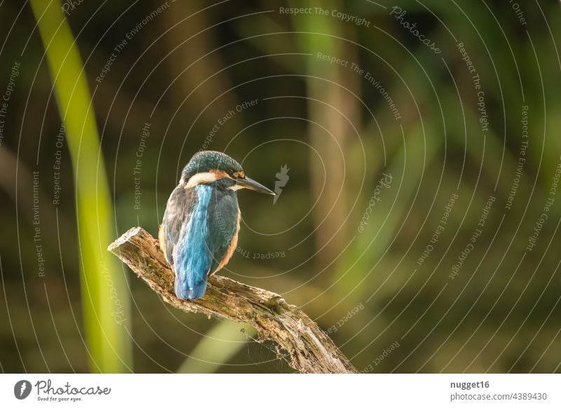 Eisvogel auf seinem Ansitzast Vogel Eisvögel Tier Außenaufnahme Farbfoto Wildtier Natur 1 Umwelt Menschenleer Tierporträt Schwache Tiefenschärfe natürlich