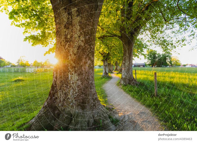 STEINDLALLEE BEI HOLZKIRCHEN I Licht Tag Schatten Kontrast Textfreiraum links Textfreiraum Mitte Textfreiraum rechts Menschenleer Textfreiraum unten