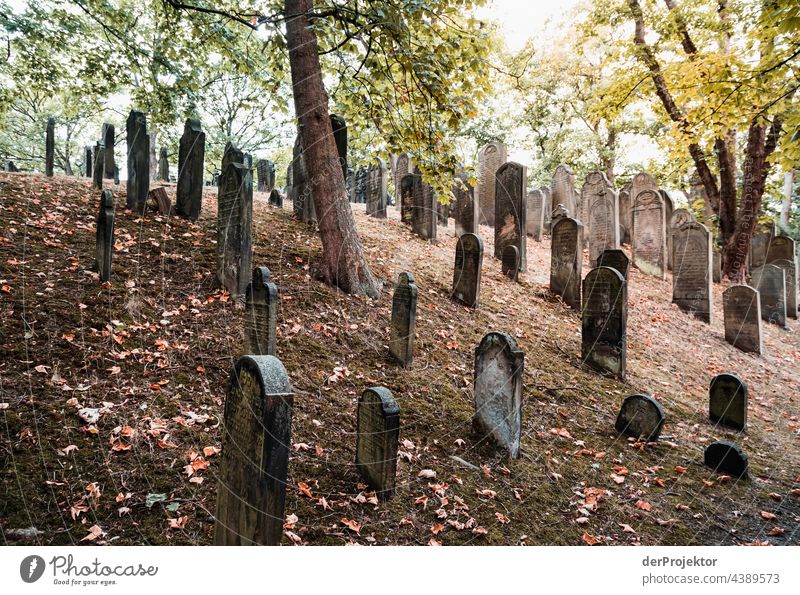 Jüdischer Friedhof in Hannover II city derProjektor dieprojektoren farys hannover joerg farys stadtschwaermer Sehenswürdigkeit Wahrzeichen Denkmal Gefühle