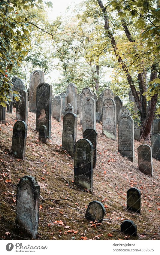 Jüdischer Friedhof in Hannover I city derProjektor dieprojektoren farys hannover joerg farys stadtschwaermer Sehenswürdigkeit Wahrzeichen Denkmal Gefühle