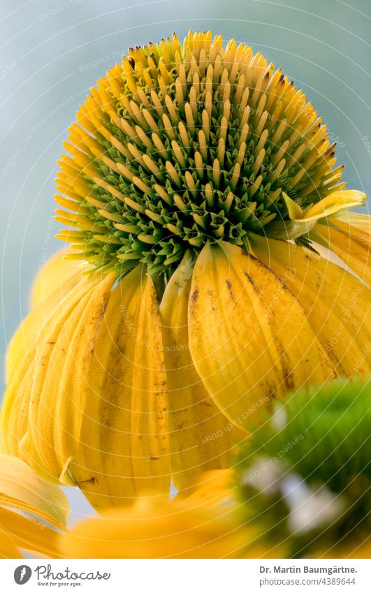 Echinacea purpurea aus Nordamerika, gelber Blütenstand Blume blühen Pflanze Zungenblüten Röhrenblüten Sorte Auslese Korbblütler Compositae Asteraceae Igelkopf