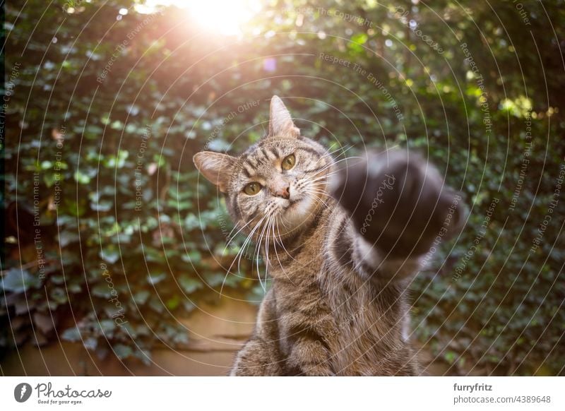 getigerte Katze im Freien, die nach der Kamera greift Natur grün Garten Vorder- oder Hinterhof Efeu Blätter Tabby Kurzhaarkatze in die Kamera schauen Pfote