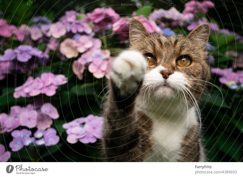 getigerte weiße Katze vor blühender Hortensienpflanze im Freien Natur rosa Blütenpflanze Blütezeit Garten Vorder- oder Hinterhof Tabby britische Kurzhaarkatze