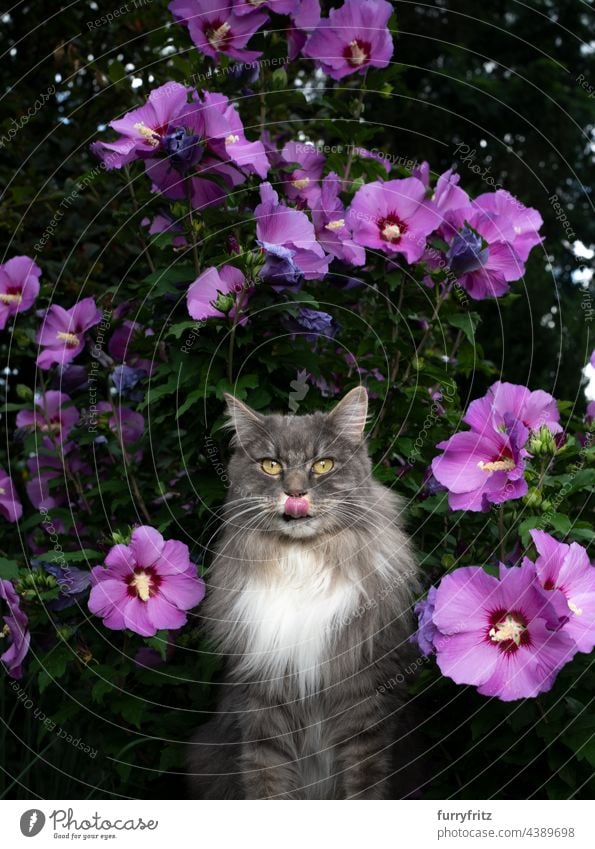 graue weiße Langhaarkatze vor blühendem Hibiscus syriacus mit rosa Blüten Katze im Freien Natur Blütenpflanze Blütezeit blau Hawaiiblume Garten