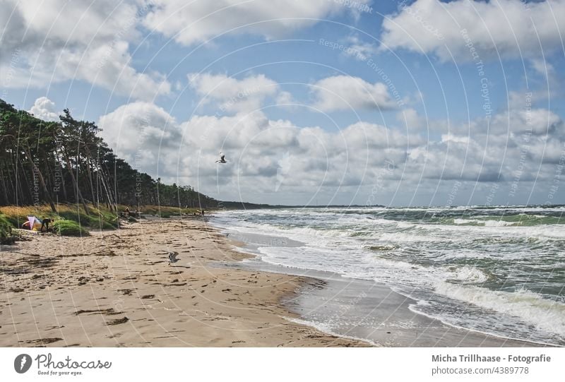 Weststrand Darß Fischland-Darß-Zingst Strand Ostsee Küste Wellen Wasser Meer Sand Bäume Wald Himmel Wolken Wind Sonne Natur Landschaft Möwe