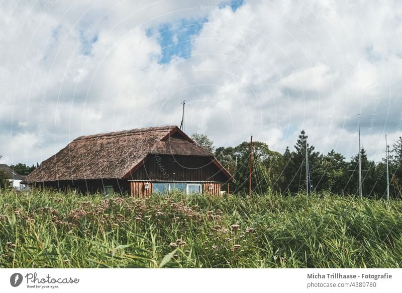 Reetdachhaus auf dem Darß Fischland-Darß-Zingst Wieck Haus Reethaus Rohr Schilfrohr Schilfgras Küste Ostsee Natur Landschaft Außenaufnahme Menschenleer