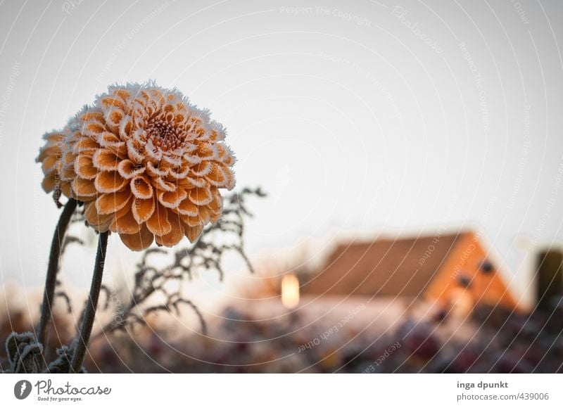 Frostfeld Umwelt Natur Landschaft Pflanze Winter Klima Wetter Eis Blume Blüte Grünpflanze Wiese Menschenleer Haus Einfamilienhaus kalt natürlich Idylle