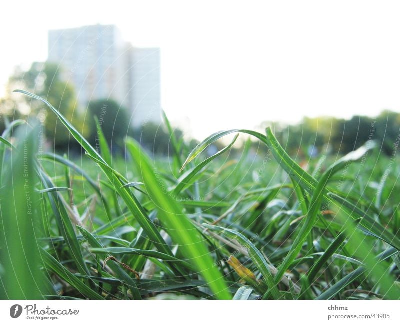 Halme Gras Wiese grün Hochhaus Unschärfe Froschperspektive Makroaufnahme worm's-eye view