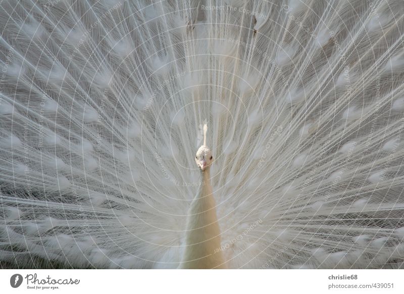 Albinopfau Natur Tier Frühling Haustier Wildtier Vogel Tiergesicht Flügel Pfau 1 ästhetisch weiß Stimmung Farbfoto Außenaufnahme Menschenleer Tag Kontrast