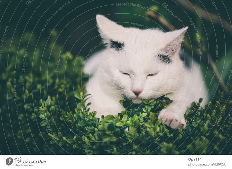 Mittagsschlaf Natur Pflanze Tier Sommer Sträucher Blüte Grünpflanze Nutzpflanze Garten Haustier Katze 1 Tierjunges schlafen Glück grün schwarz weiß Erholung