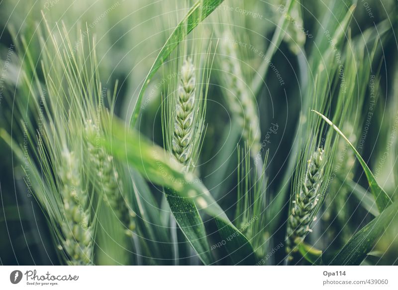 Ähre Natur Tier Sommer Pflanze Nutzpflanze Feld Blühend Wachstum Spitze stachelig grün "Weizen Ernte Reifen Getreide Landwirtschaft Agrar Korn Körner Wachsen"