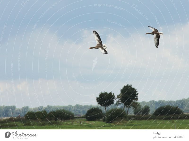 Landeanflug... Umwelt Natur Landschaft Pflanze Tier Himmel Sommer Schönes Wetter Baum Gras Sträucher Wiese Wildtier Gans Graugans 2 Bewegung fliegen authentisch