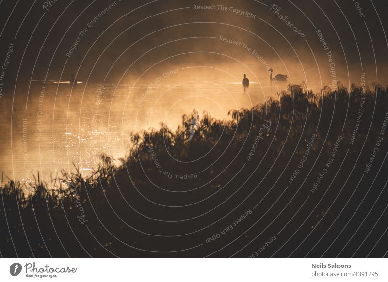 Schwäne im nebligen Oktobermorgen-Sonnenaufgang. Gelbes trockenes Flussschilf im Vordergrund. Unscharfe Reflexion des anderen Flussufers im Hintergrund. Monochrome dunkel doomy gelb braun Version