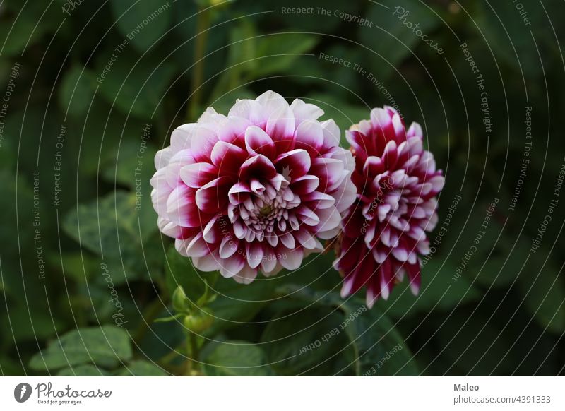 Isolierte natürliche Dahlienblüte auf grünem Hintergrund Aroma Herbst schön Schönheit Bett Blütezeit Überstrahlung Botanik Blumenstrauß hell Buchse Nahaufnahme