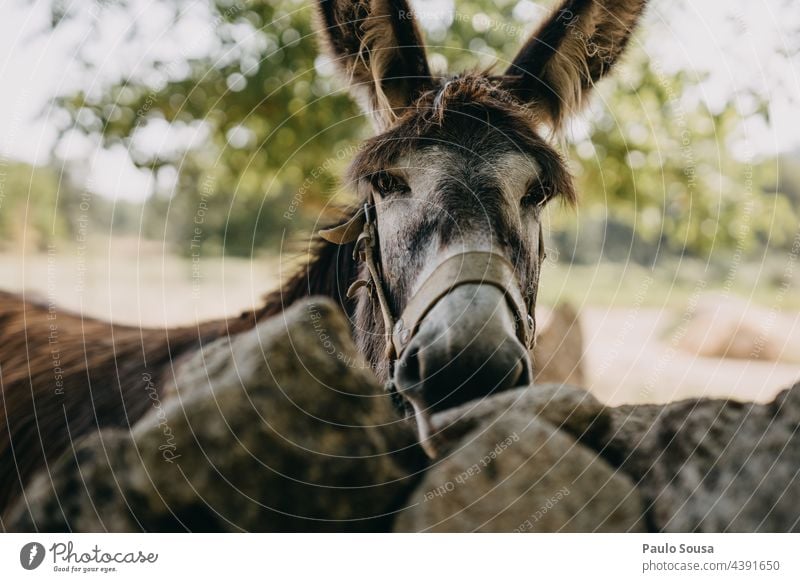 Esel Porträt Tier Tierporträt Außenaufnahme Blick 1 Natur Nutztier Tiergesicht Menschenleer Neugier Farbfoto Portugal Textfreiraum oben Sommer niedlich Tag