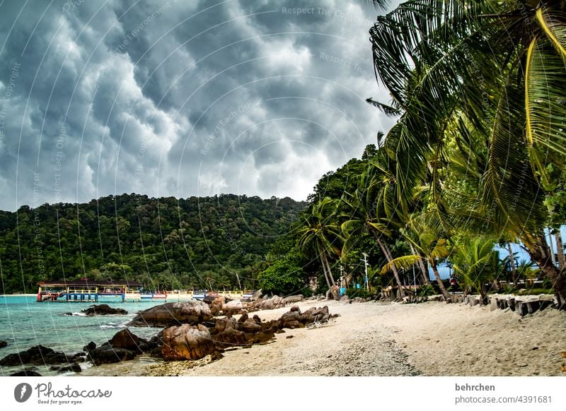 unheilvoll Palmen Ferien & Urlaub & Reisen Ausflug Abenteuer Ferne Natur Landschaft Himmel Wolken Gewitterwolken Unwetter Sturm Regen Küste Strand Meer Insel