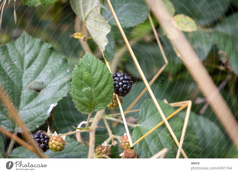 Reife Brombeeren an einem Brombeerstrauch Brombeerbusch Textfreiraum Landwirt Blumen Lebensmittel Wald Frucht Obstanbau Obstbaum Gartenarbeit Natur niemand