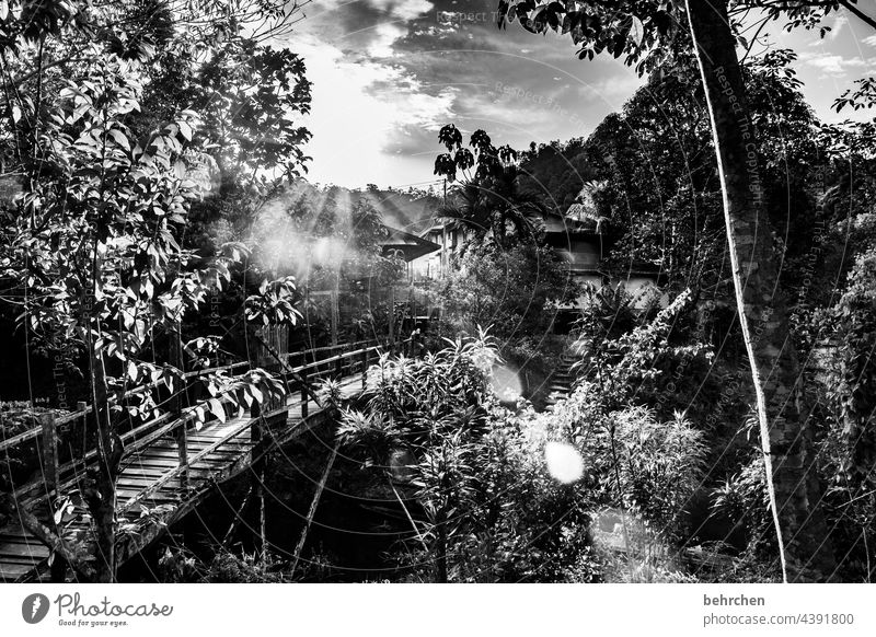 ein tag in schwarz weiß Idylle Flussufer Dämmerung Palme Sonnenstern Natur Gegenlicht fantastisch Ausflug traumhaft besonders wunderschön Sonnenlicht Asien