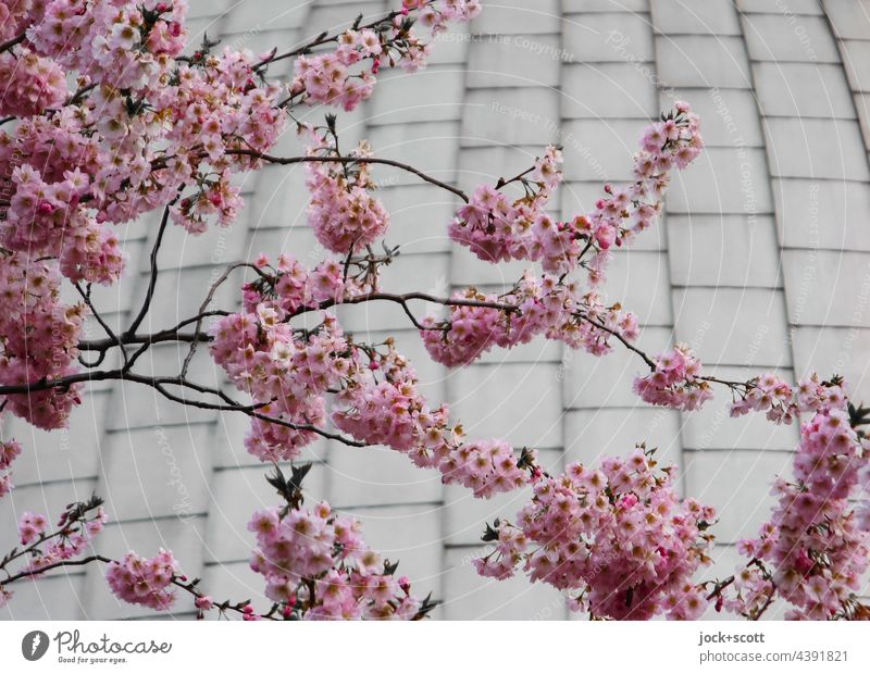 Kirschblüten vor Kuppelbau Kuppeldach Kirschbaum rosa Blühend Planetarium Prenzlauer Berg Berlin Natur Romantik Zweige u. Äste Metallplatte Unschärfe Oberfläche