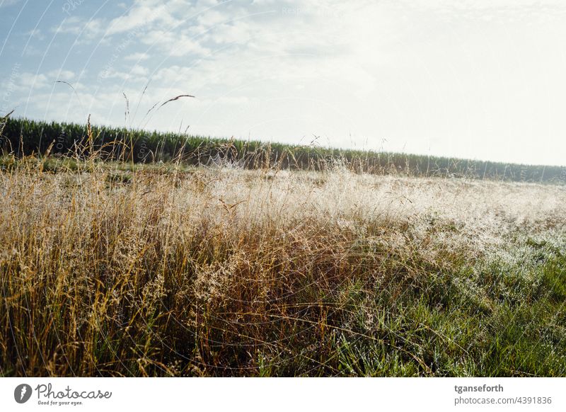 Morgenstimmung am Maisfeld morgenlicht Morgensonne Emsland morgens Natur Landschaft Außenaufnahme Menschenleer Sonnenlicht Umwelt ruhig Farbfoto Stimmung Idylle