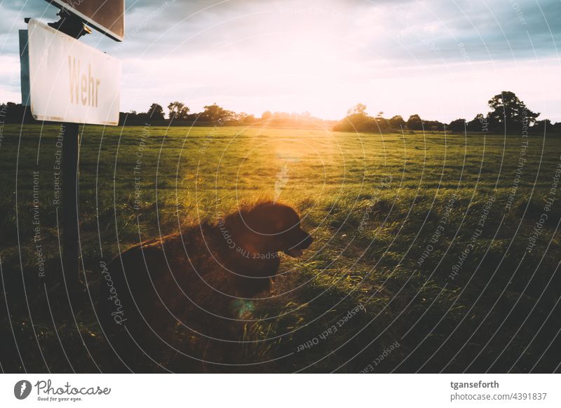 Hund mit Gegenlicht Sonne Wiese Schild Gras schwarzer hund Neufundländer Bewegung Wehr Emsland Sonnenuntergang Sonnenuntergangsstimmung Sonnenuntergangslicht