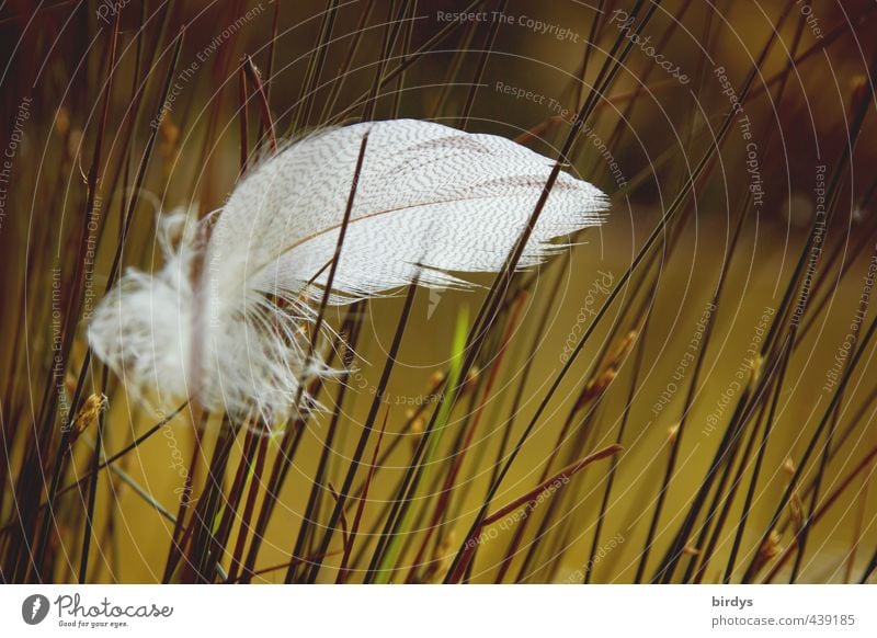 Vom Winde verweht Natur Sommer Gras Moor Sumpf Teich Feder ästhetisch schön weich grün weiß Romantik Gelassenheit ruhig Weisheit Frieden Leichtigkeit rein Flaum