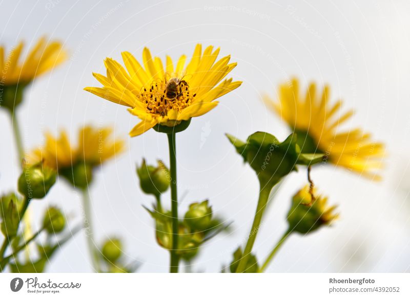 Silphium perfoliatum oder die durchwachsene Silphie als wunderschöne Bienenweide silohium perfoliatum blume bienenweide honigbiene arbeiterin blumeblüte gelb