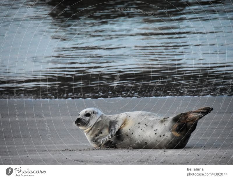 Robbe vor Helgoland voraus Robben Robbenkolonie Tier Farbfoto Außenaufnahme Wildtier Natur Küste Umwelt Tag Strand Menschenleer Meer Nordsee Wasser Insel Licht