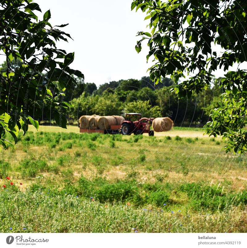 Heute gibts Stoh, frisch vom Traktor. Träcker Landwirtschaft Natur Feld Farbfoto Umwelt Außenaufnahme Landschaft Arbeit & Erwerbstätigkeit Forstwirtschaft Tag