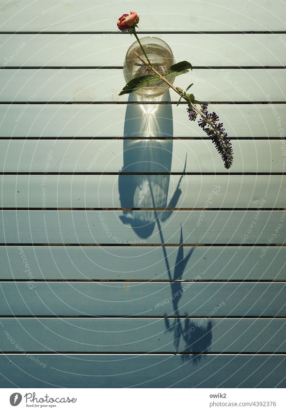 Sommerfliedersommer blühen Blüte Natur Außenaufnahme Pflanze Sträucher Farbfoto zart Leichtigkeit natürlich Menschenleer Doldenblüte Doldenblütler Blühend