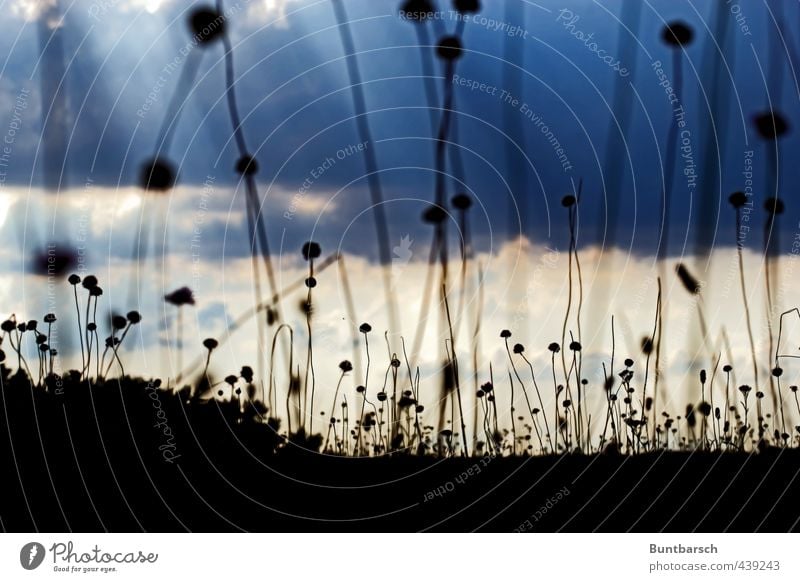 die Welt in den Augen eines Käfers Natur Landschaft Pflanze Himmel Wolken Sonnenlicht Gras Grasnelke Wiese Feld dunkel blau schwarz Farbfoto Gedeckte Farben