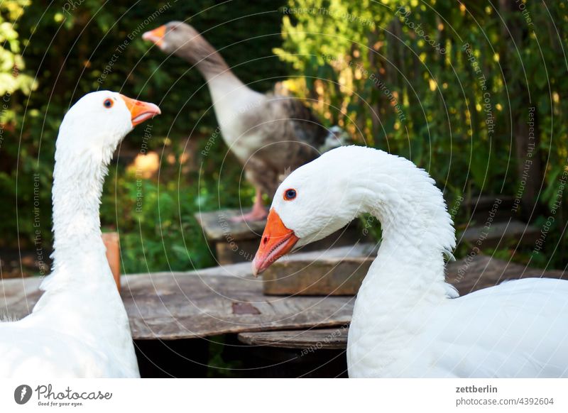 Drei Gänse erholung ferien garten menschenleer natur ruhe saison sommer sonne strauch textfreiraum tiefenschärfe zweig gans gänse gänsestall tier vogel haustier