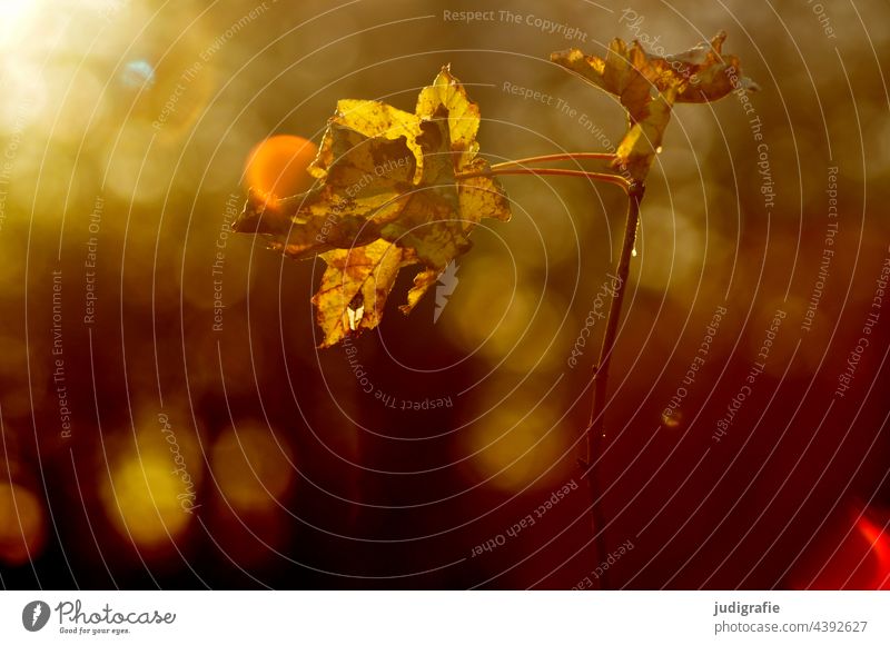 Licht im Wald Blatt Baum Natur Lichterscheinung Lichtspiel Laub Herbst Sommer Zweig Pflanze Sonnenlicht herbstlich natürlich zart braun Blätter Herbstlaub