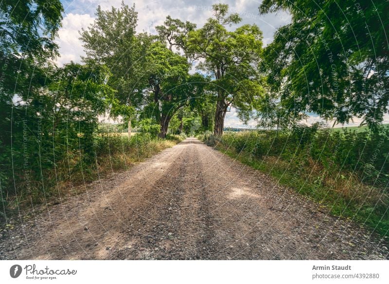 Allee mit schönen alten Bäumen und einer Schotterstraße Natur Landschaft Weg Straße Kies im Freien Baum Perspektive grün reisen Umwelt ländlich Hintergrund