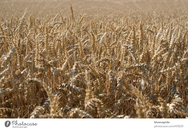 Weizen, nichts als Weizen Ähren braun trocken Ferne Halm Feld Korn Ernte