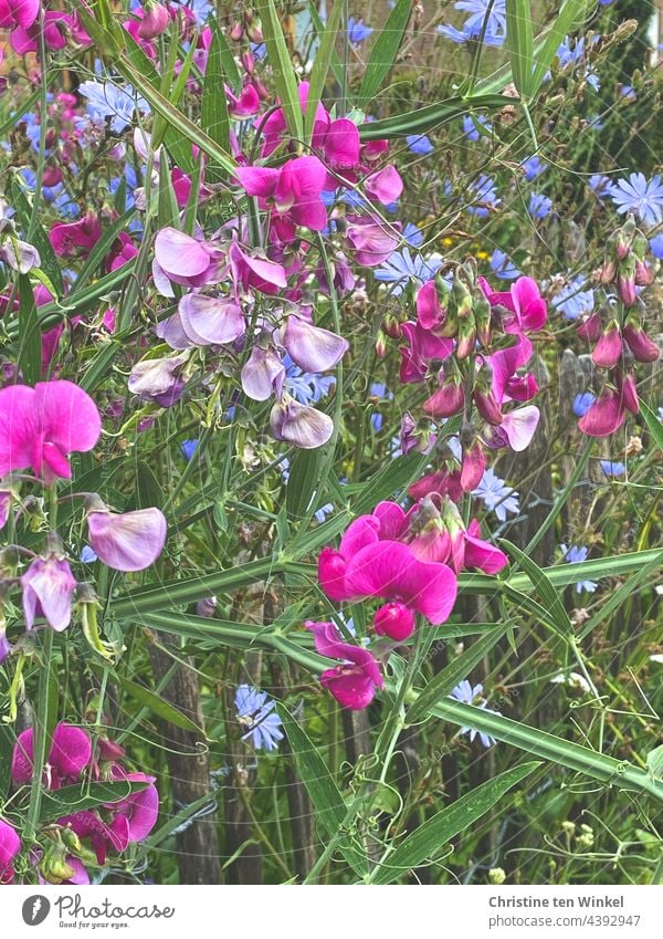 Staudenwicke und Wegwarte schauen über einen niedrigen Holzzaun Garten Bauerngarten Lathyrus latifolius Cichorium intybus Gemeine Wegwarte Zichorie