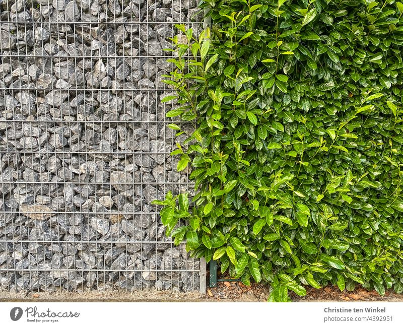 Gabione mit Bruchsteinen neben einer Kirschlorbeer Hecke. Krasse Gegensätze.. Lorbeerhecke Gartenzaun Begrenzung modern Außenaufnahme Zaun Sträucher Steine grün