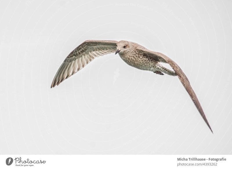 Fliegende Silbermöwe Möwe Larus argentatus Vogel Tier Ostsee Kopf Schnabel Auge Flügel Federn Gefieder Beine fliegen Flügelschlag Flug Tierporträt Wildvogel