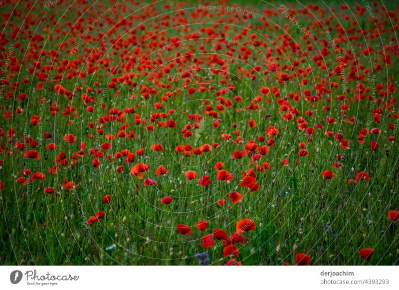 Heute ist Mon ( h ) tag. Unzählige Mohnblumen auf grüner Wiese. mohnblumen Natur Blume Sommer Blüte rot Außenaufnahme Pflanze Mohnblüte Menschenleer Farbfoto