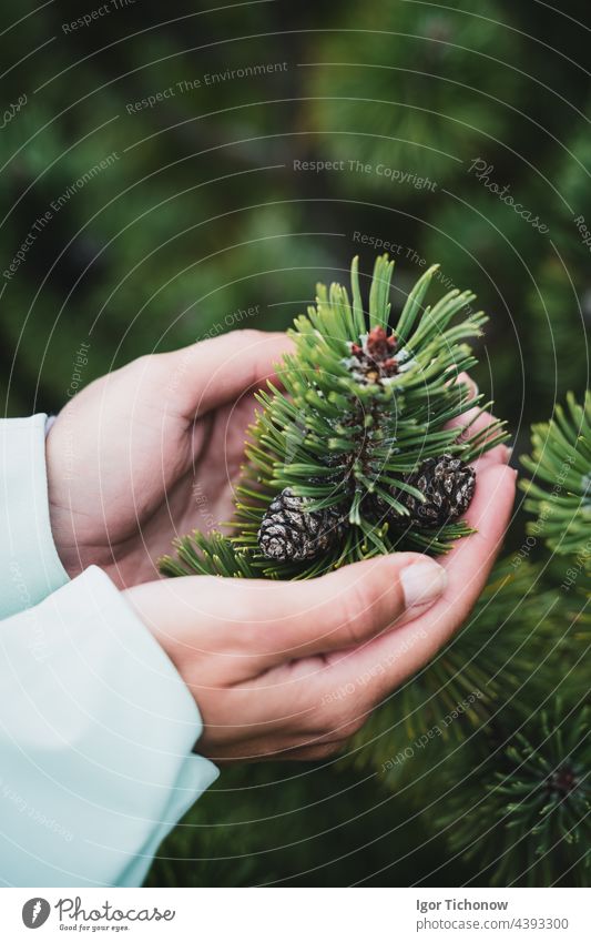 Weibliche Hand hält sprout wilde Kiefer in der Natur grünen Wald. Earth Day speichern Umwelt Konzept. Wachsende Sämling Förster Pflanzung Erde Tag Keimling