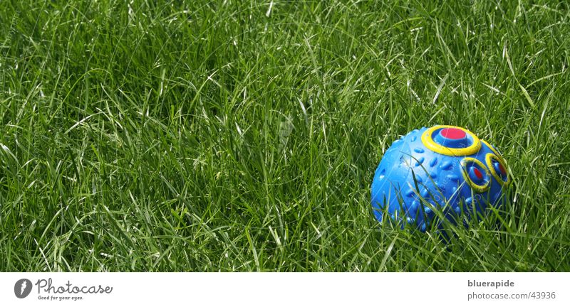 Sein liebstes Spielzeug Hundespielzeug Gras grün Wiese Spielen Freizeit & Hobby Ball mehrfarbig blau Statue